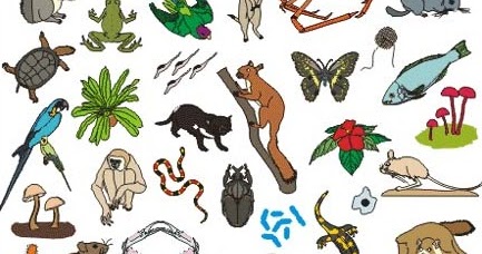 Contoh Hewan Kingdom Animalia - Aneka Macam Contoh