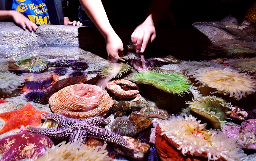 Momma Told Me: What Makes California One Of The Best Places To Live