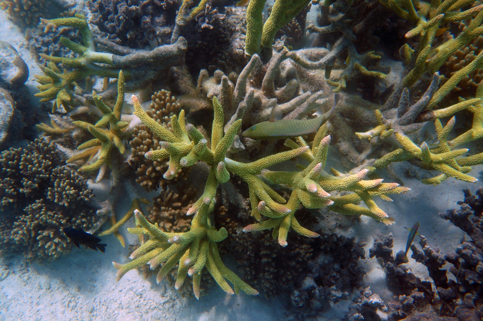 Snorkeling the Ningaloo Reef (Ningaloo Marine Park) The Long Way's Better