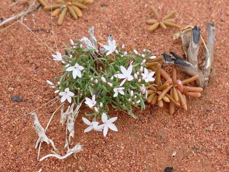 Ian Fraser, talking naturally The Great Sandy Desert 3, trees and herbs