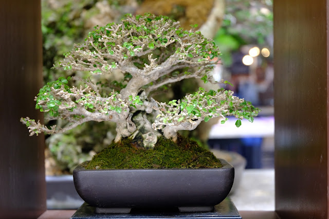 tugas bonsai