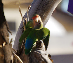 feeding bird feeds she birds captured moments fly tree