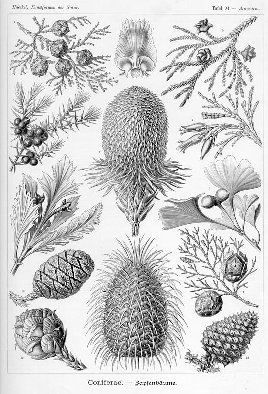 Wee Blue Coo Natur-Karte Mit Ernst Haeckel Design – Premium Grußkarte Zur Geburt Oder Für Jeden Anlass