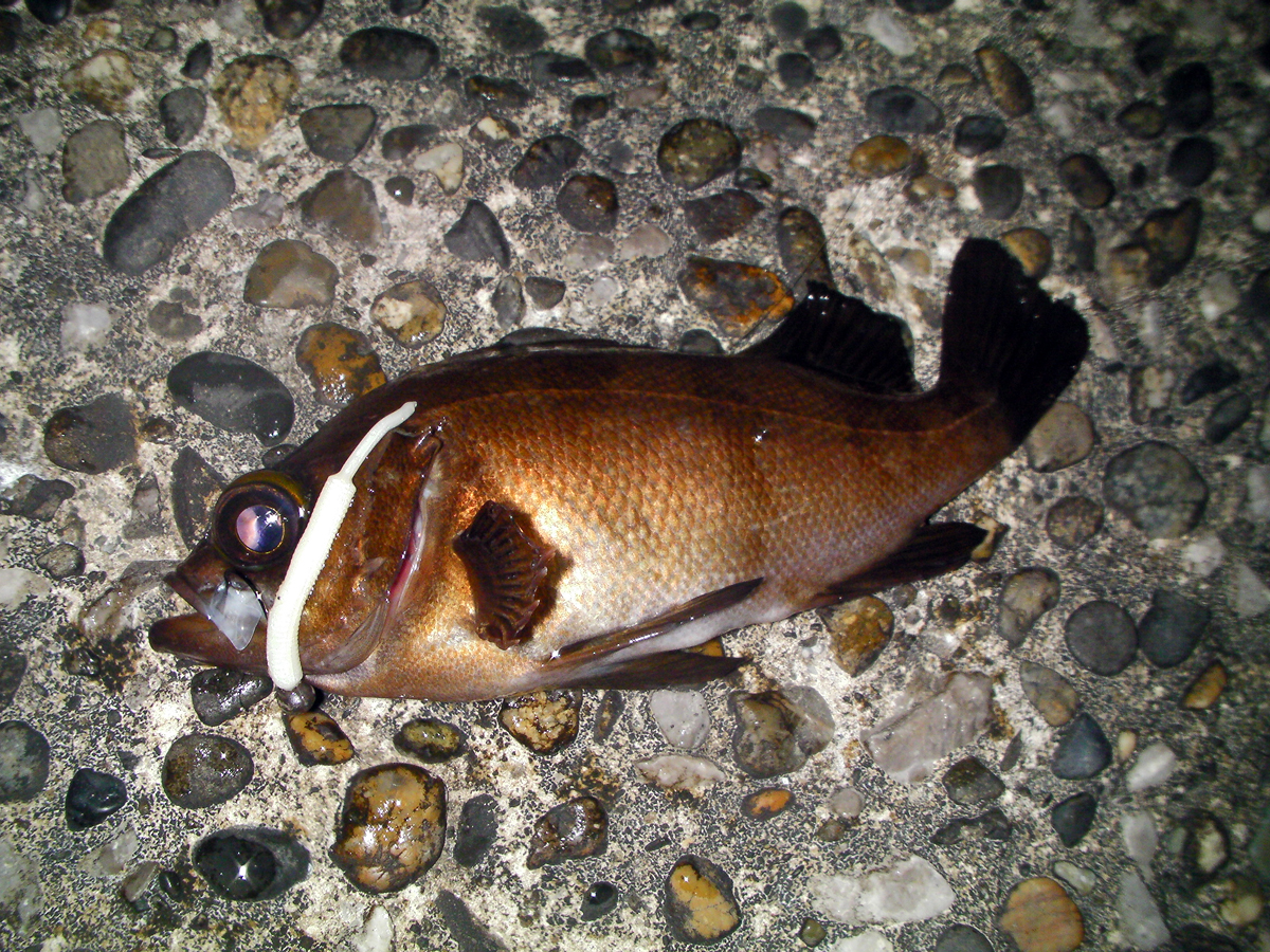 釣行 メバル 50 内房 尺アジ No Bite Since07 浦安