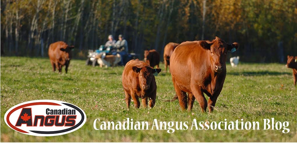 Canadian Angus Association Blog