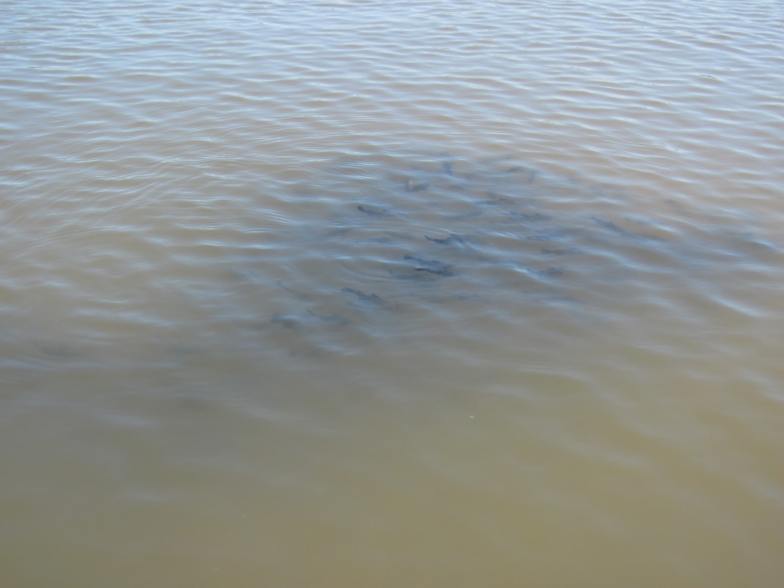 Kayaking the Lakes of South Dakota Lake Alvin A MidSummer Cruise
