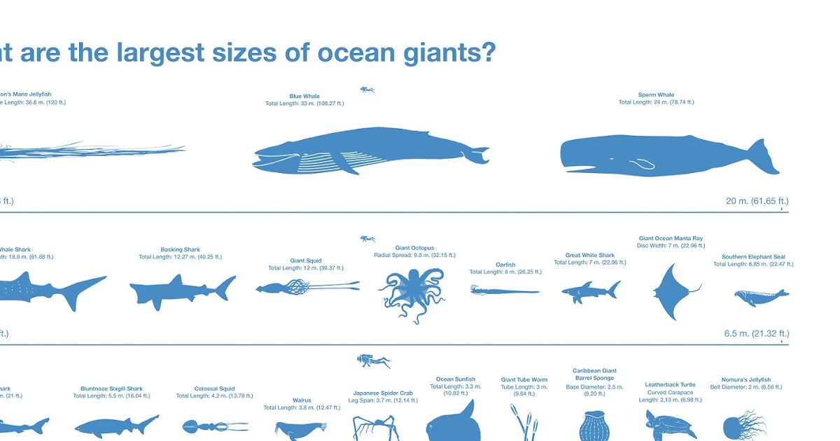 Biodiversity Heritage Library: World Oceans Day: A Bibliographic 