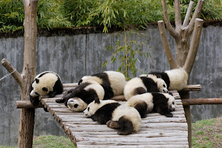 Panda Bears Sleeping HD Wallpaper