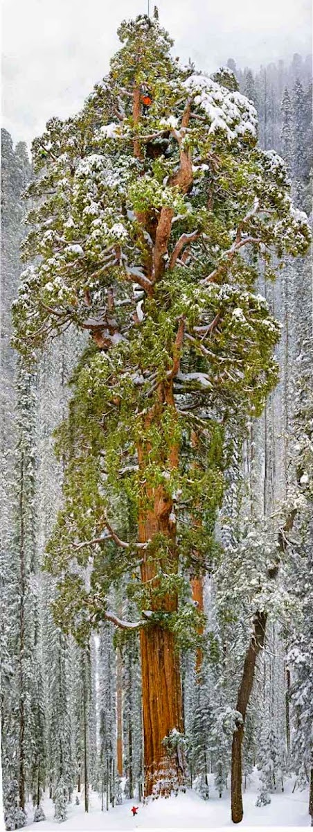 maior árvore do mundo