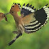    The hoopoe is a beautiful, exotic looking bird which is found across three continents.  It is distinctive to say the very least – a pair ...