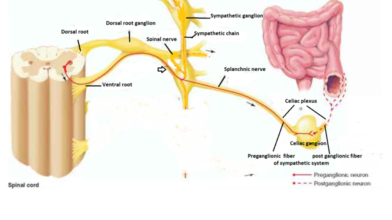 easyhumanatomy Celiac ganglion easy and brief discussion
