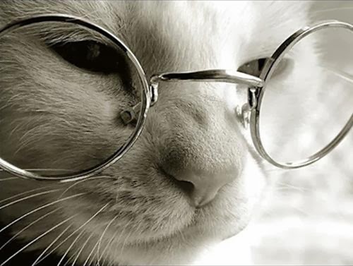 Lucunya Kucing Menggunakan Kacamata Wallpapersforfree Contohnya Bisa Lihat 22 Foto