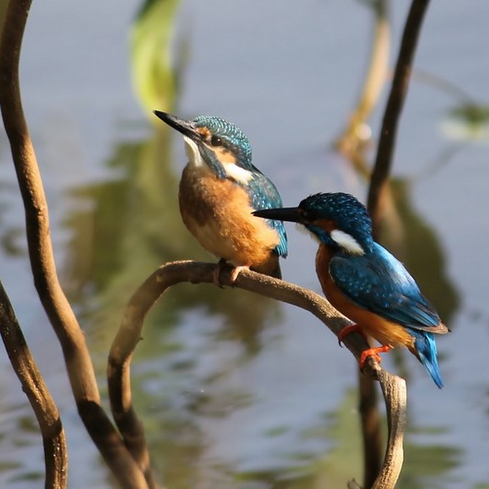 Kingfishers of Maharashtra