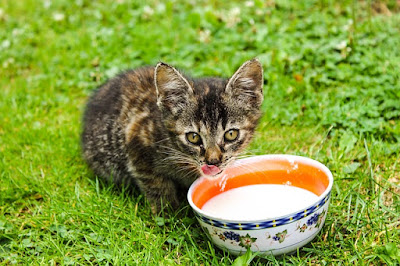 alt="gatito tomando un tazon de leche"