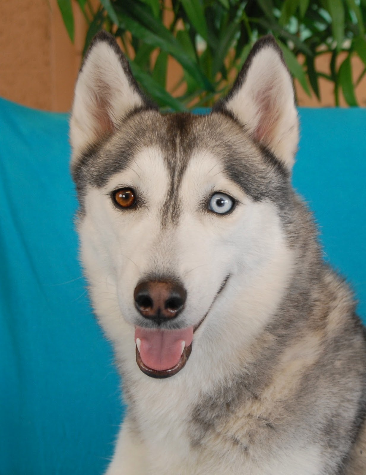 Сибирский хаски - Фото № 80740