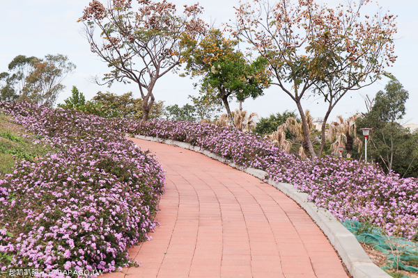 台中后里景點|后里花田綠廊|環保公園|1.2公頃繽紛花海|棒棒糖花海 台中后里景點|后里花田綠廊|環保公園|1.2公頃繽紛花海|棒棒糖花海