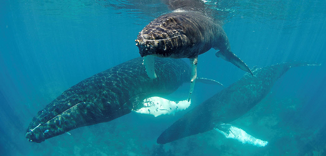 Animal You Gray Whale