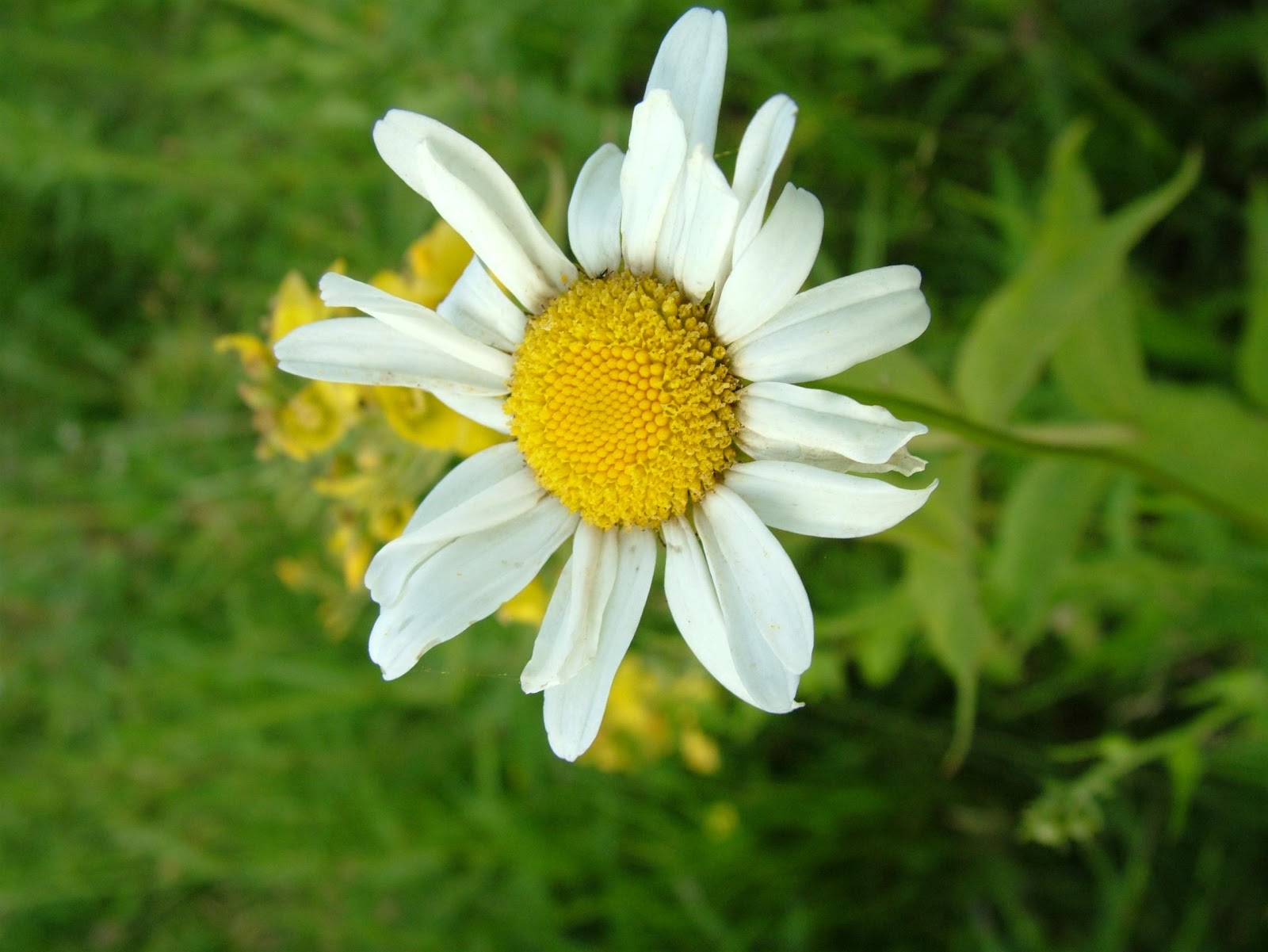 El alumno con dislexia