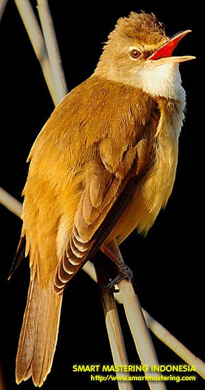 Gambar Cara Merawat Burung Cucak Jenggot