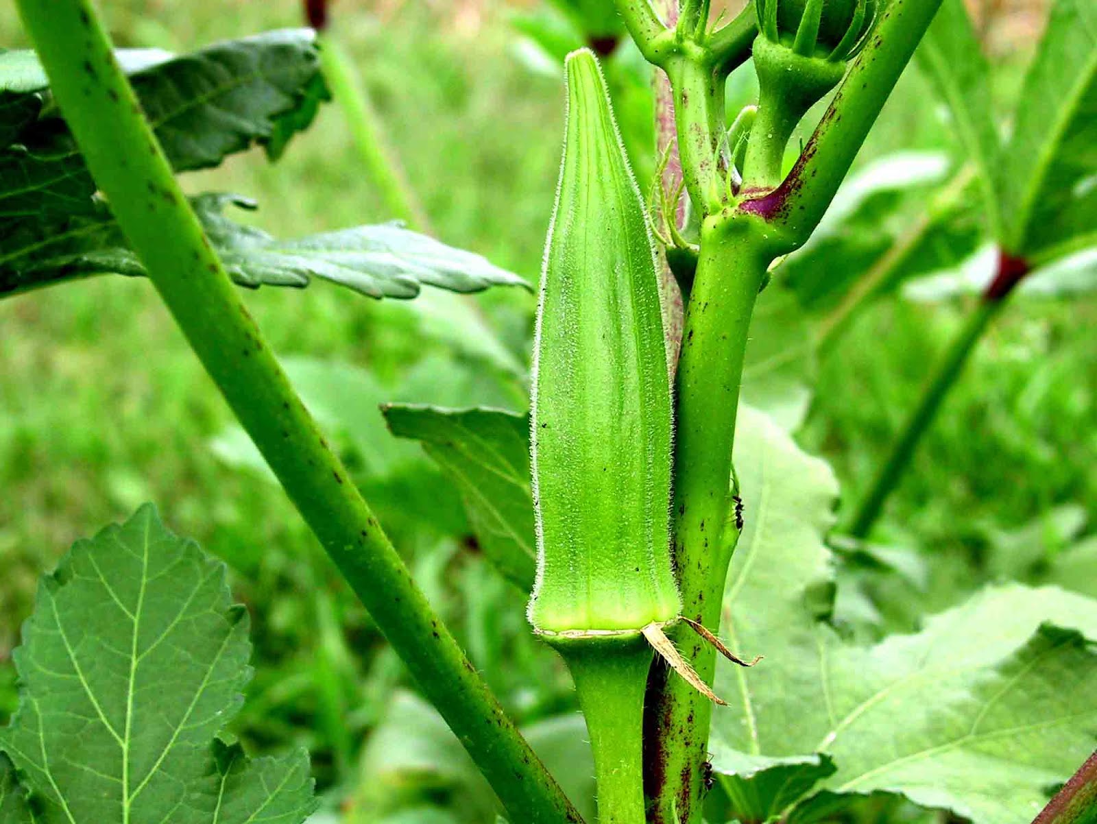 8 Benefits of Ocra for Human Health benefit of all