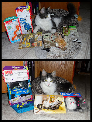 Anakin the two legged cat with presents