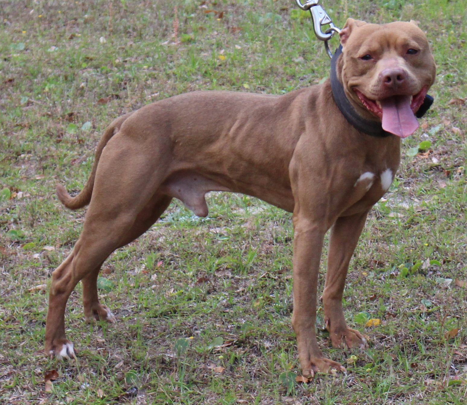 Blog do Pit Bull Pit Bull American Pit Bull Terrier sigla APBT