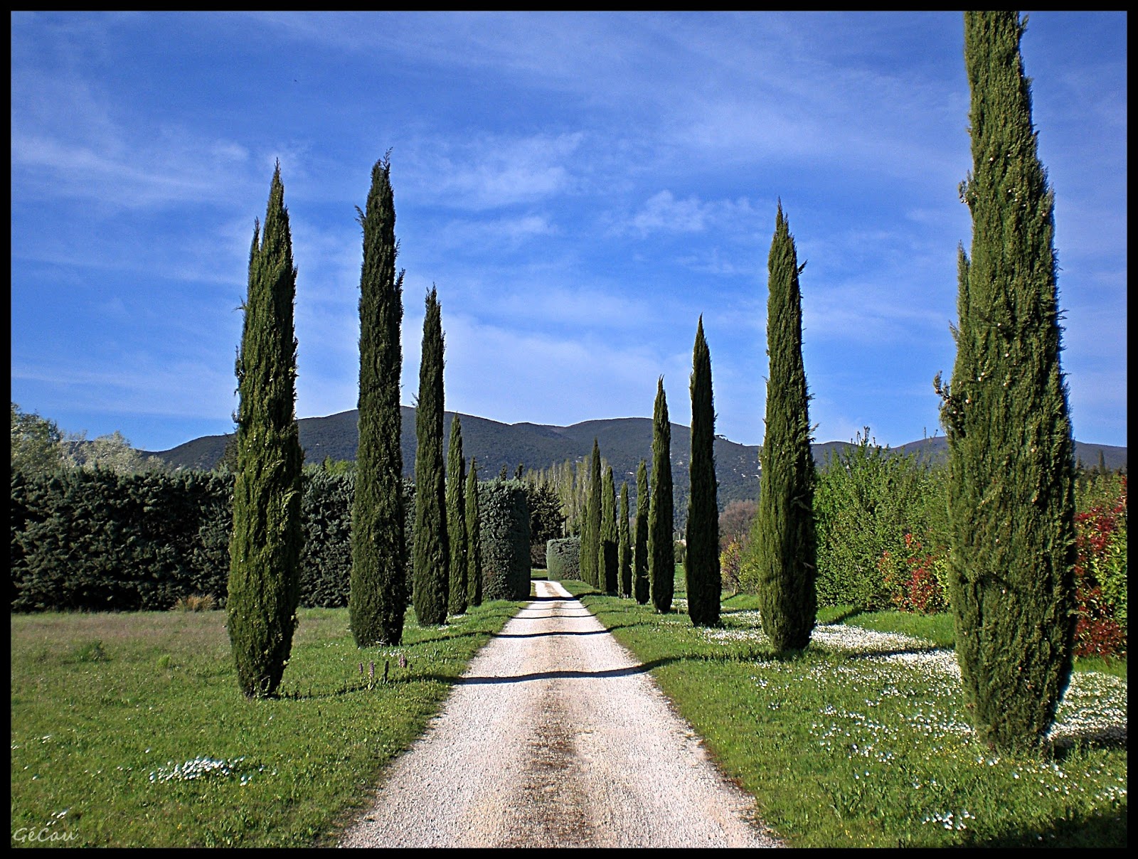 Balades de Gecko Cyprès de Provence