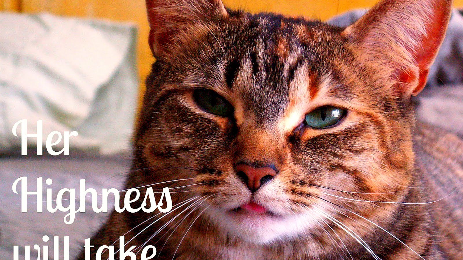 Cat intelligence Cat Psychology Psychology Choices