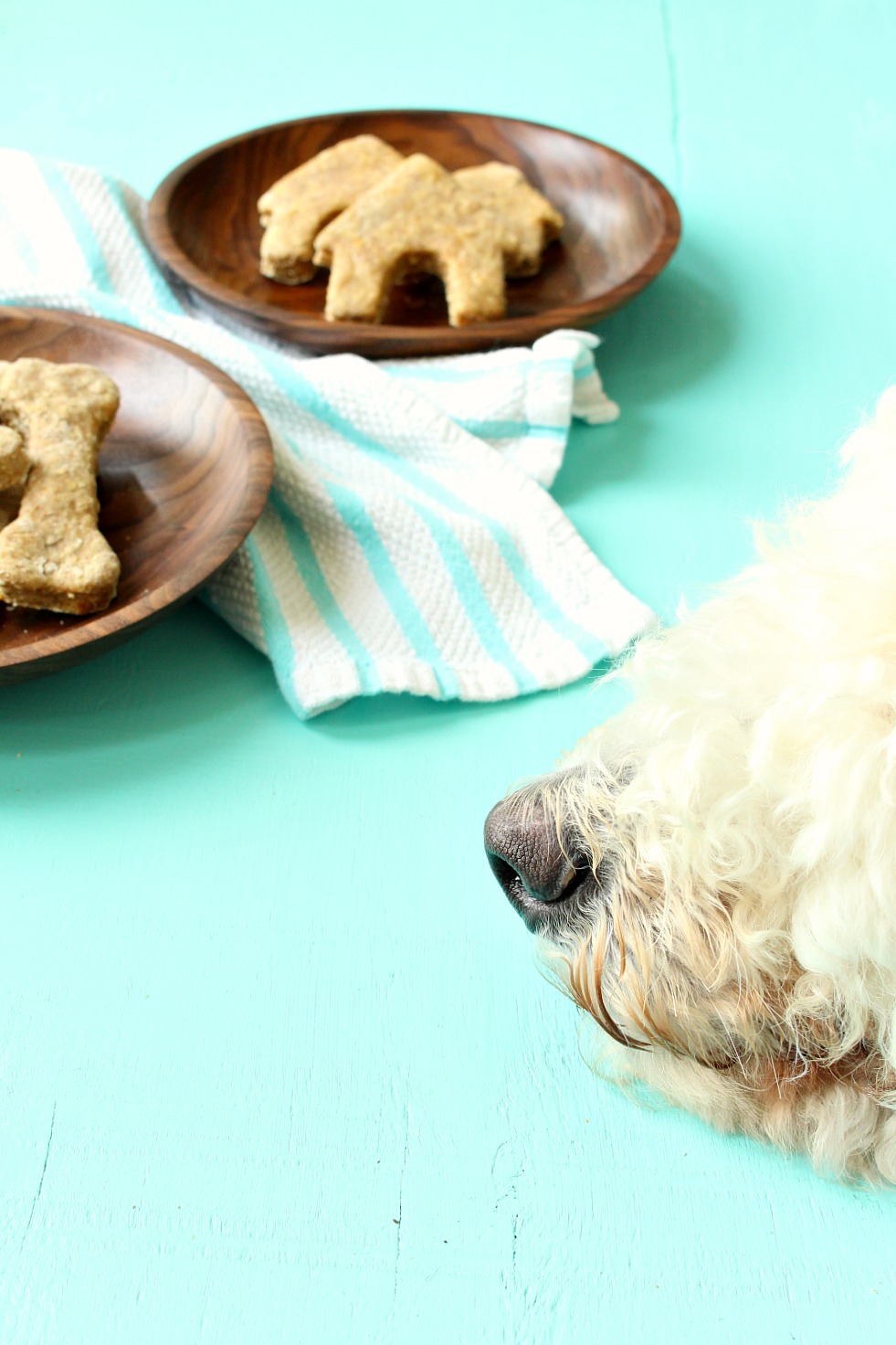 Easy Homemade Cheese + Oat Dog Treat Recipe Easy Homemade Cheese + Oat Dog Treat Recipe