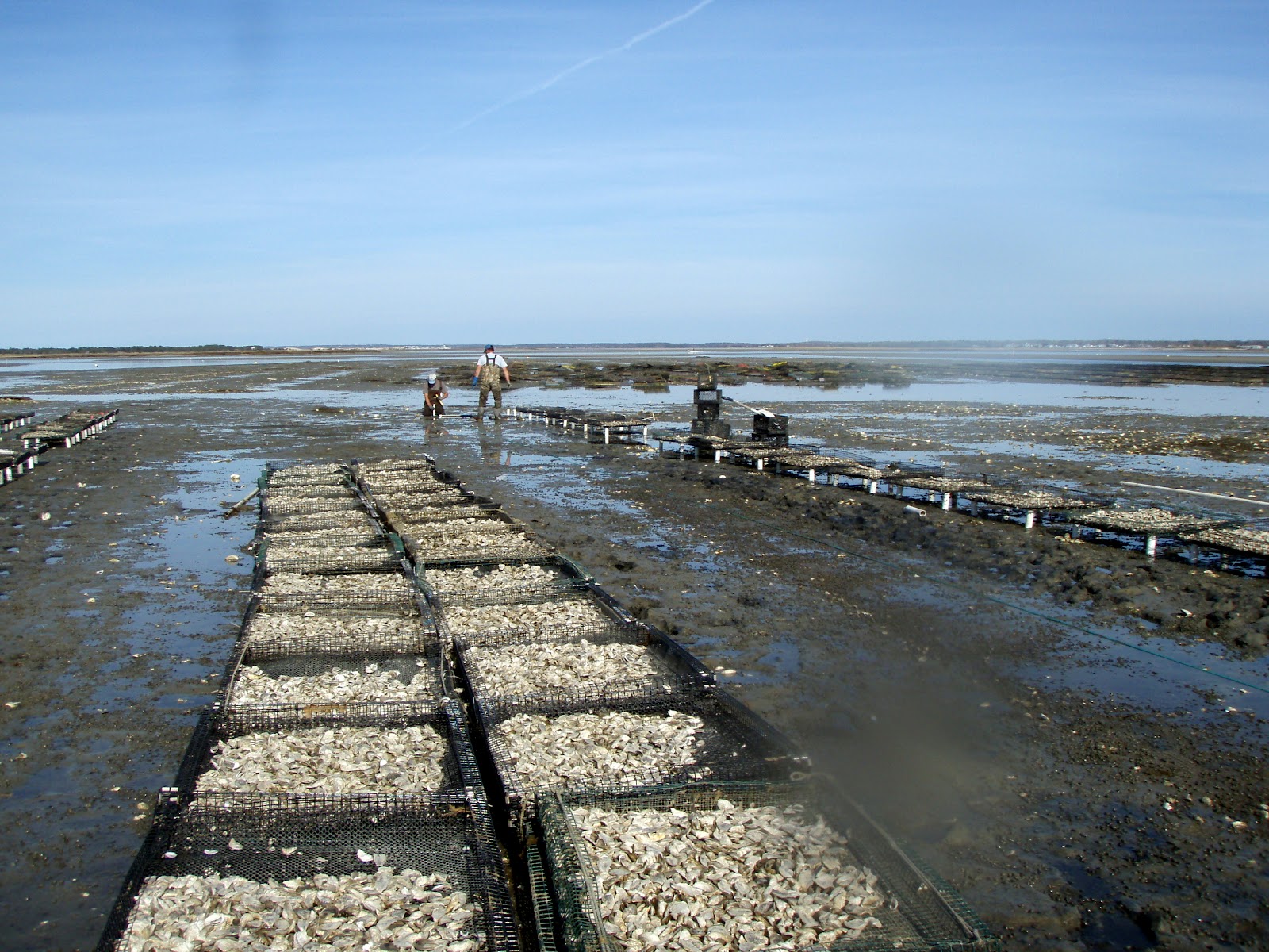She grows sea shells by the seashore