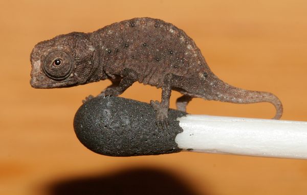 world's tiniest chameleon, madagascar chameleon, new chameleon species found, the smalest chameleon in the world, new chameleon species found in madagascar