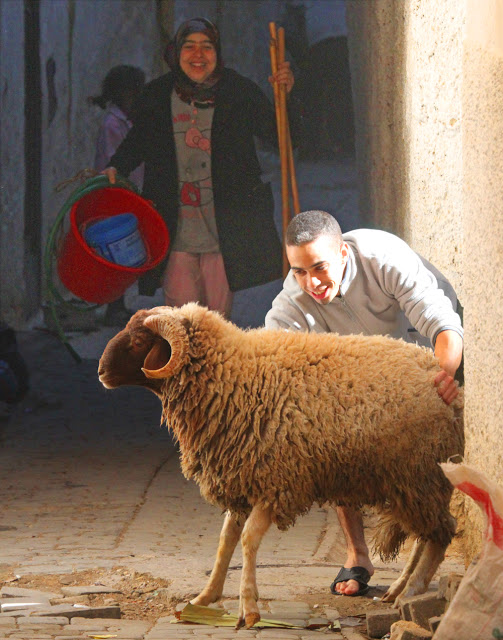 THE VIEW FROM FEZ: Buying a Sheep for Eid - All You Need to Know