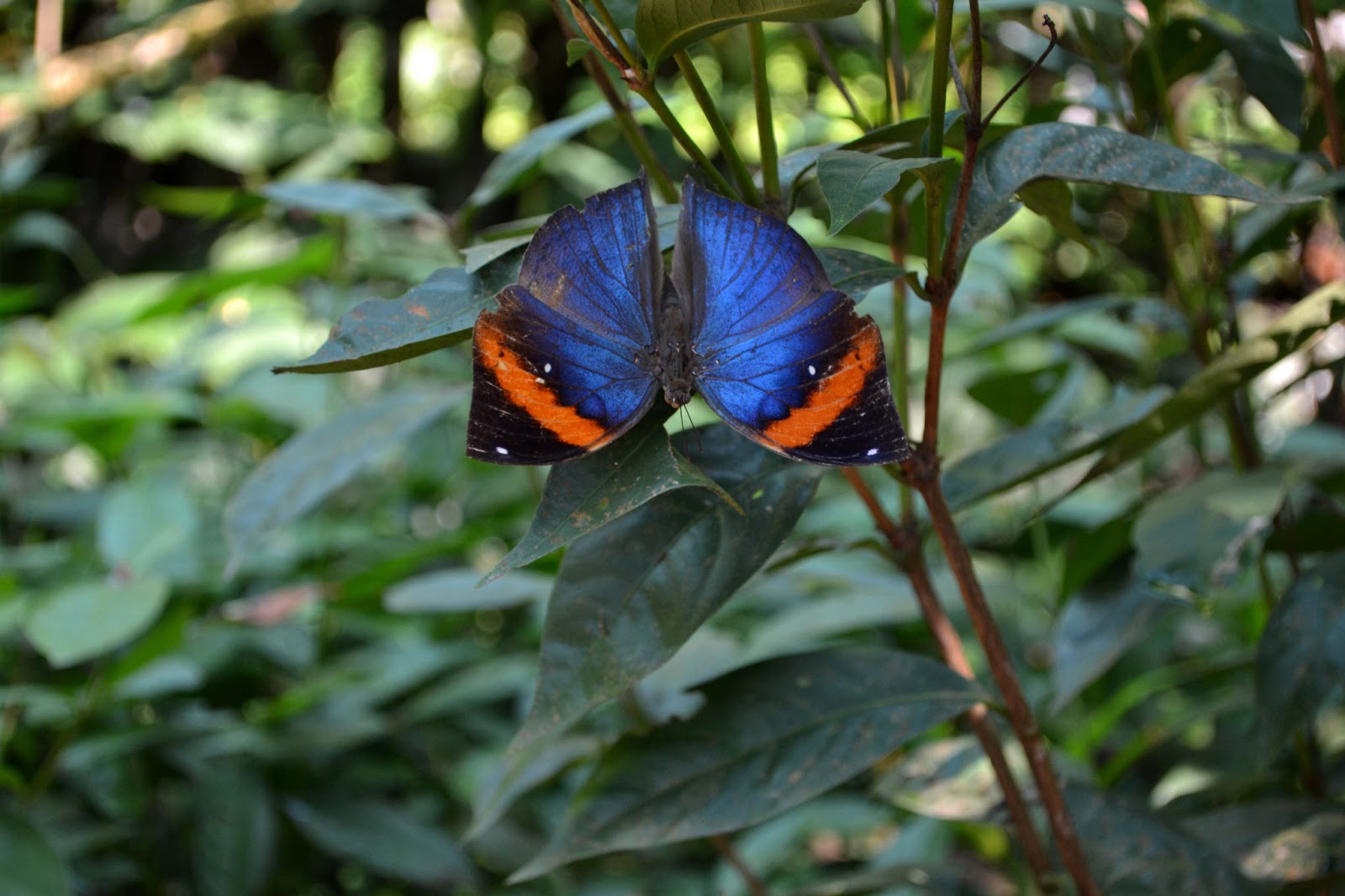 Supercords KL Butterfly Garden