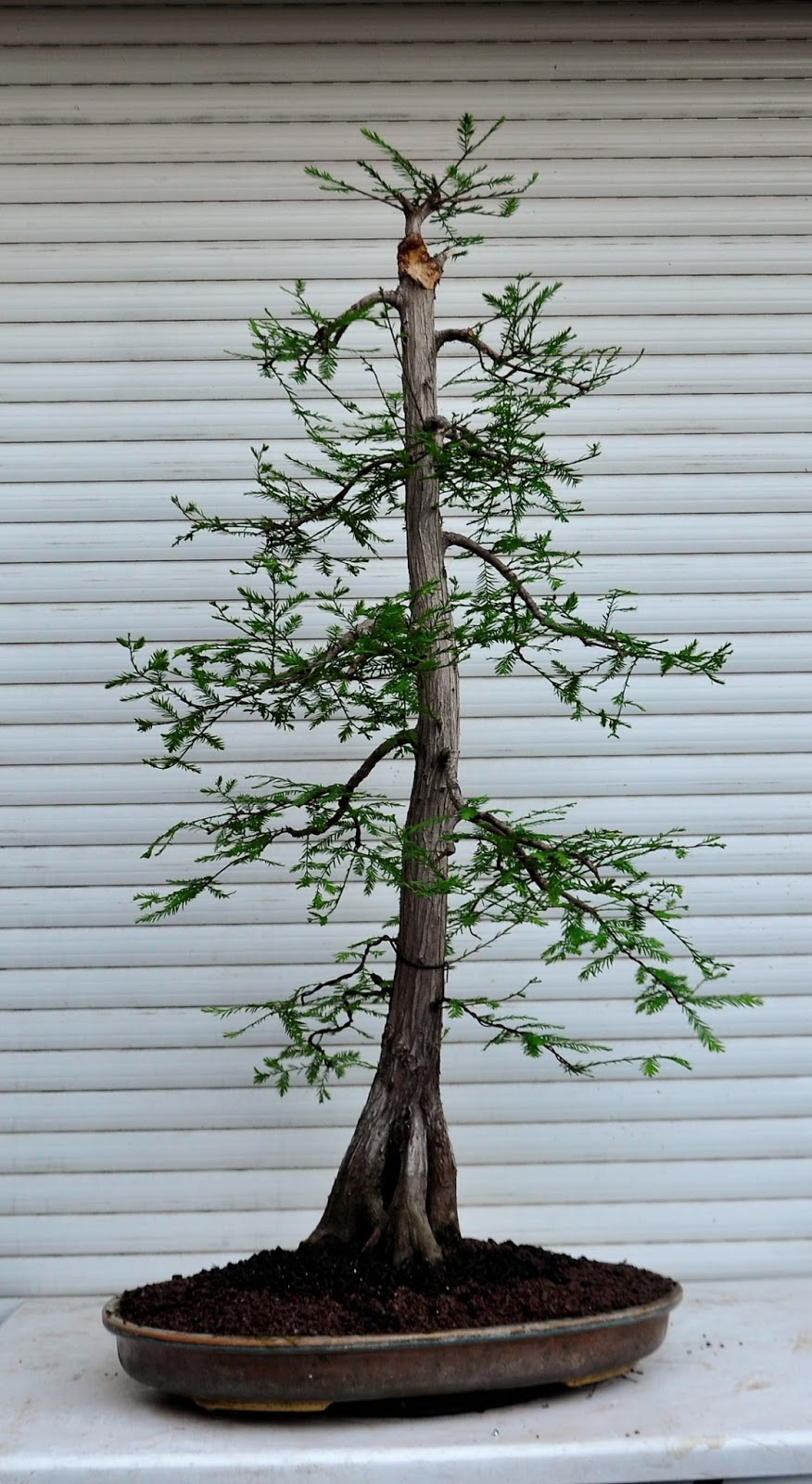 EXPRÉSION BONSÁI..