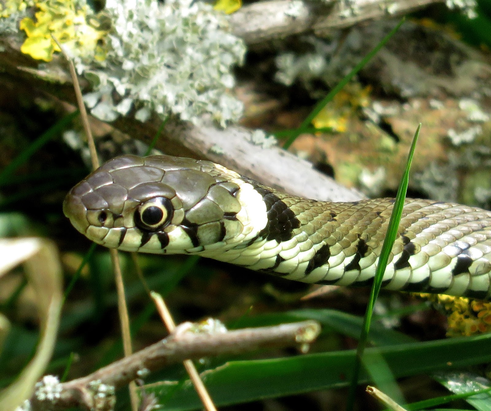 MERSEA WILDLIFE SPRING SNAKES