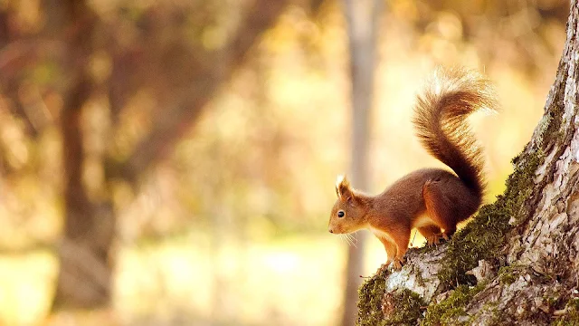Dieren achtergrond met een bruine eekhoorn in een boom