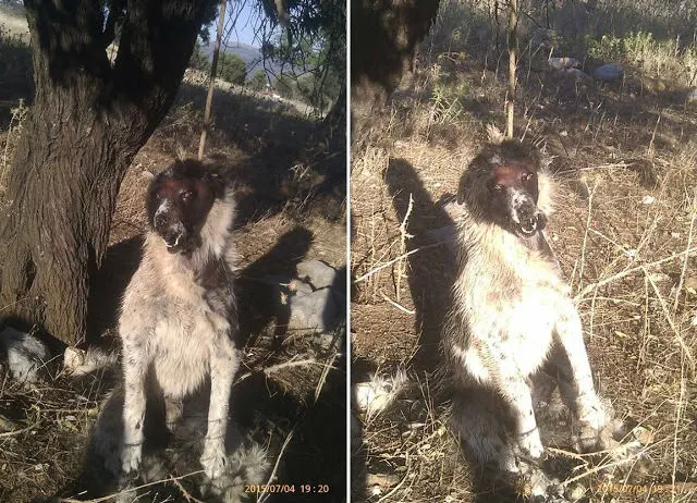 Κτηνωδία στην Ερέτρια: Κρέμασαν σκύλο σε δέντρο - Δίδεται αμοιβή ύψους 1.000€ σε όποιον βοηθήσει να βρεθούν οι δράστες (ΦΩΤΟ)