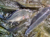 Panduan Cara Budidaya Ikan Nila, Lengkap Dengan Langkah demi Langkah Panduan Cara Budidaya Ikan Nila, Lengkap Dengan Langkah demi Langkah