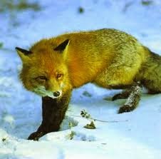 Կենդանիներ: Աղվես