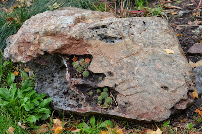 Hen and Chicks hiding in the Rock Photo by Trisha Field