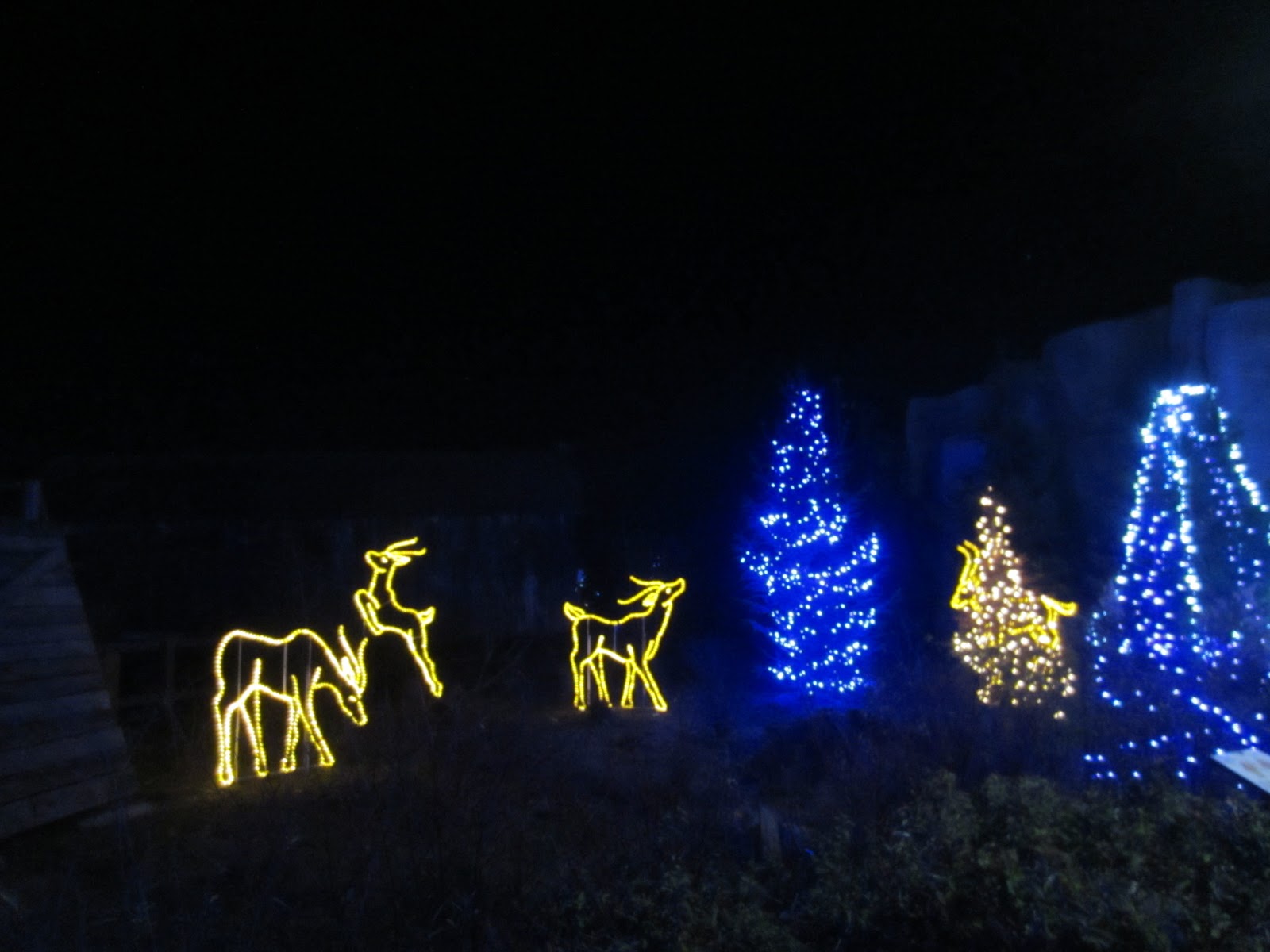 Christmas Lights At The Columbus Zoo Literacy Basics