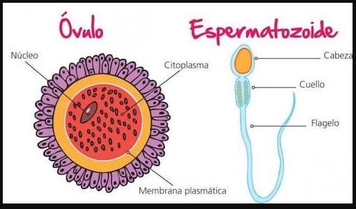 Celulas reproductoras femeninas y masculinas