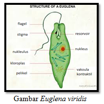 Klasifikasi Protista Mirip Tumbuhan Alga Kelas Euglenophyta Yulia Amira
