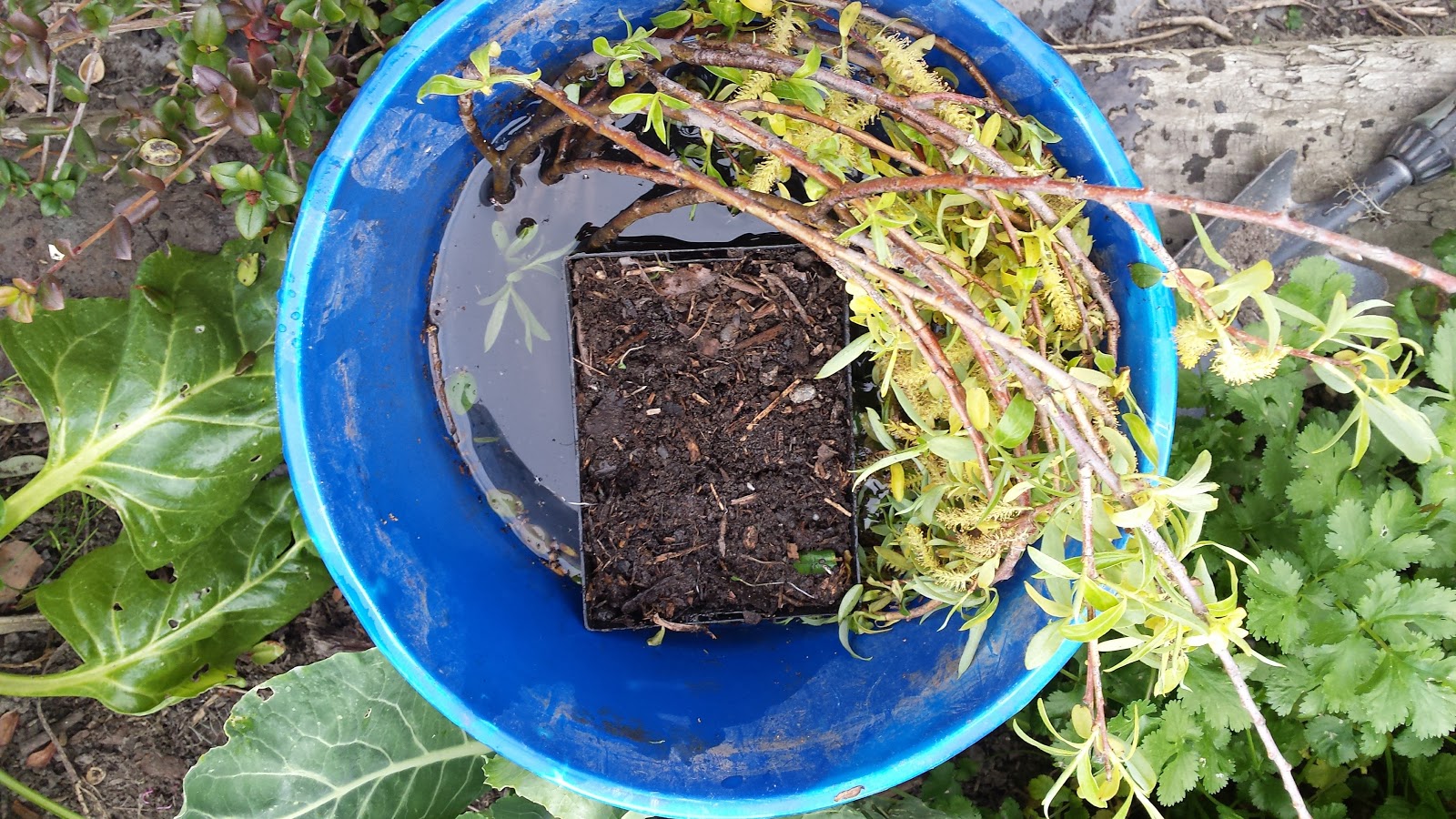 Made with my two hands How to make your own plant rooting hormone