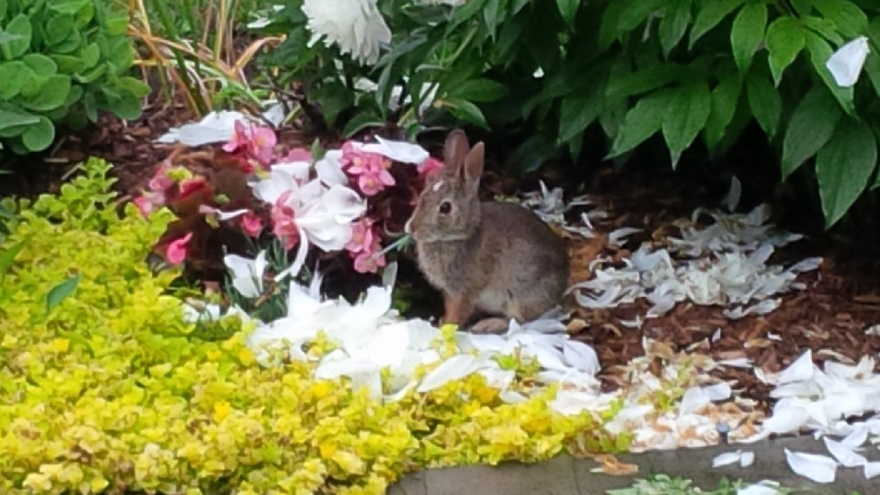 A Bevy of Bunnies (or how prolific rabbits really are) by Kate James