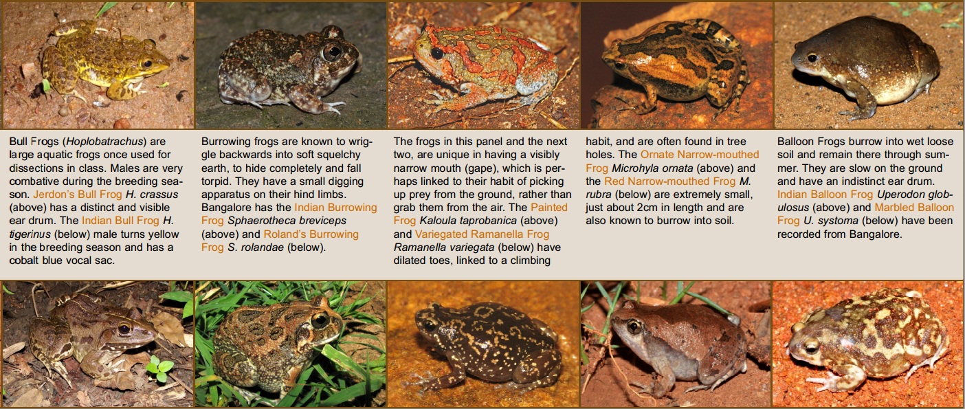 Species New to Science ‘Bangalore’s Frogs at Risk!’