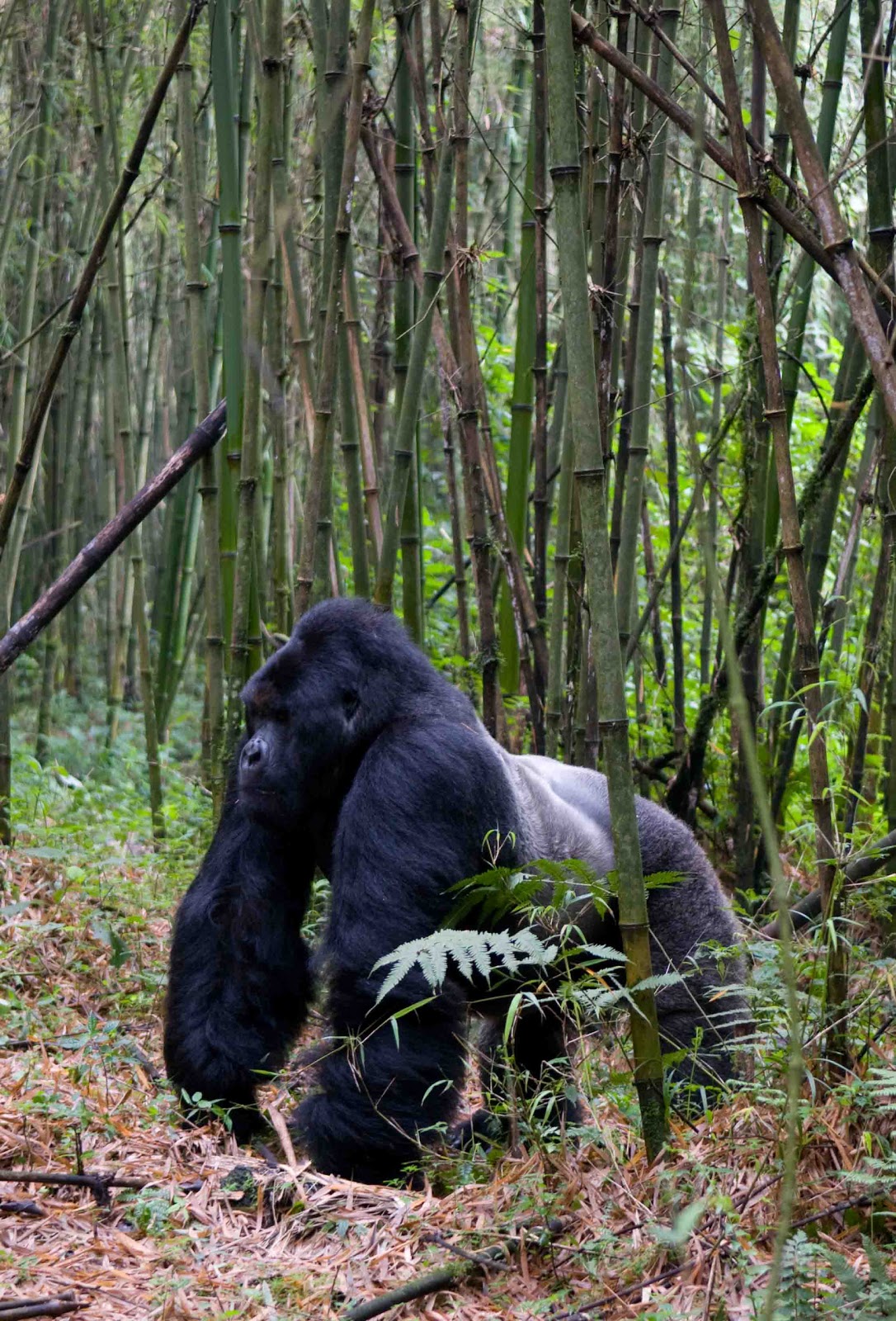 Adventures in East Africa Congo II. Mountain Gorillas of Congo