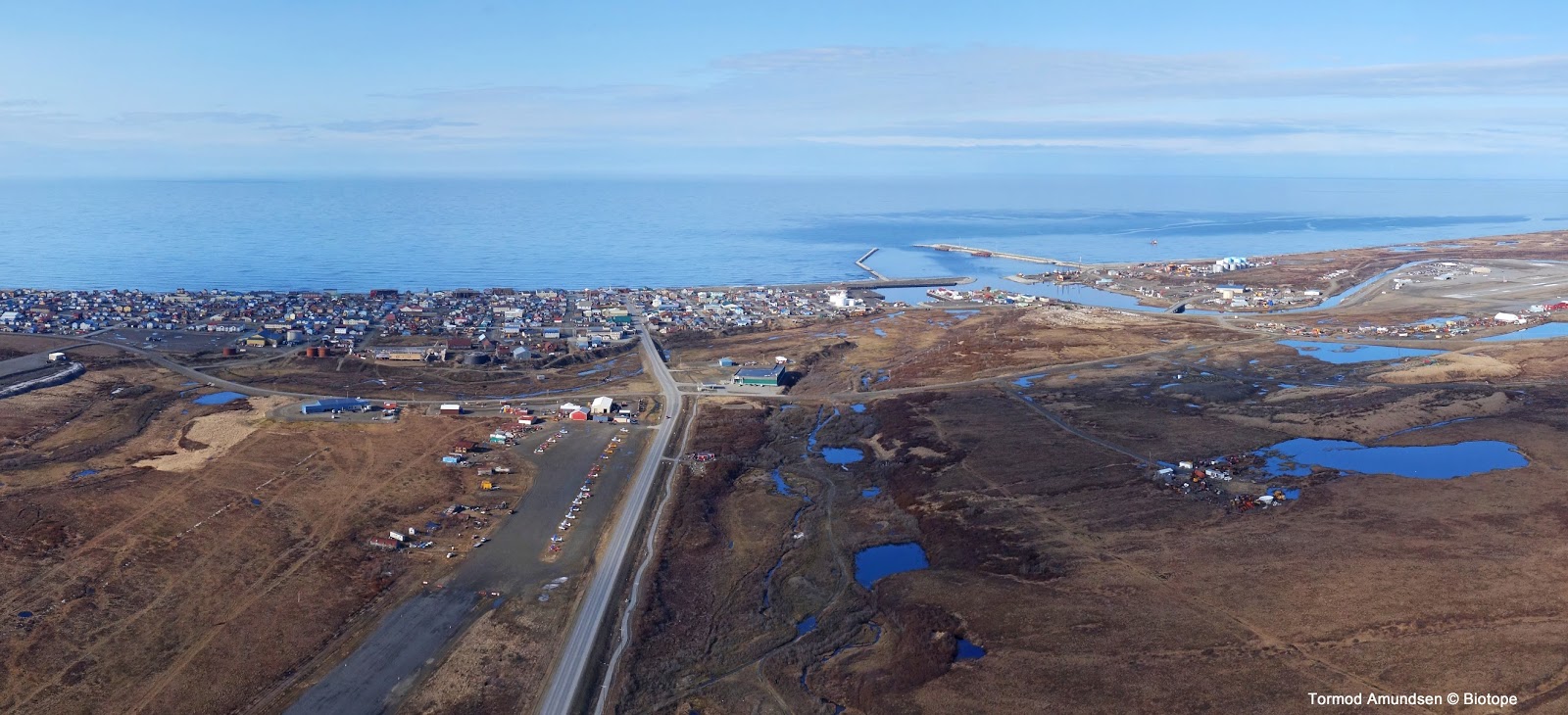 biotope Birding Nome, Alaska spring in the US Arctic
