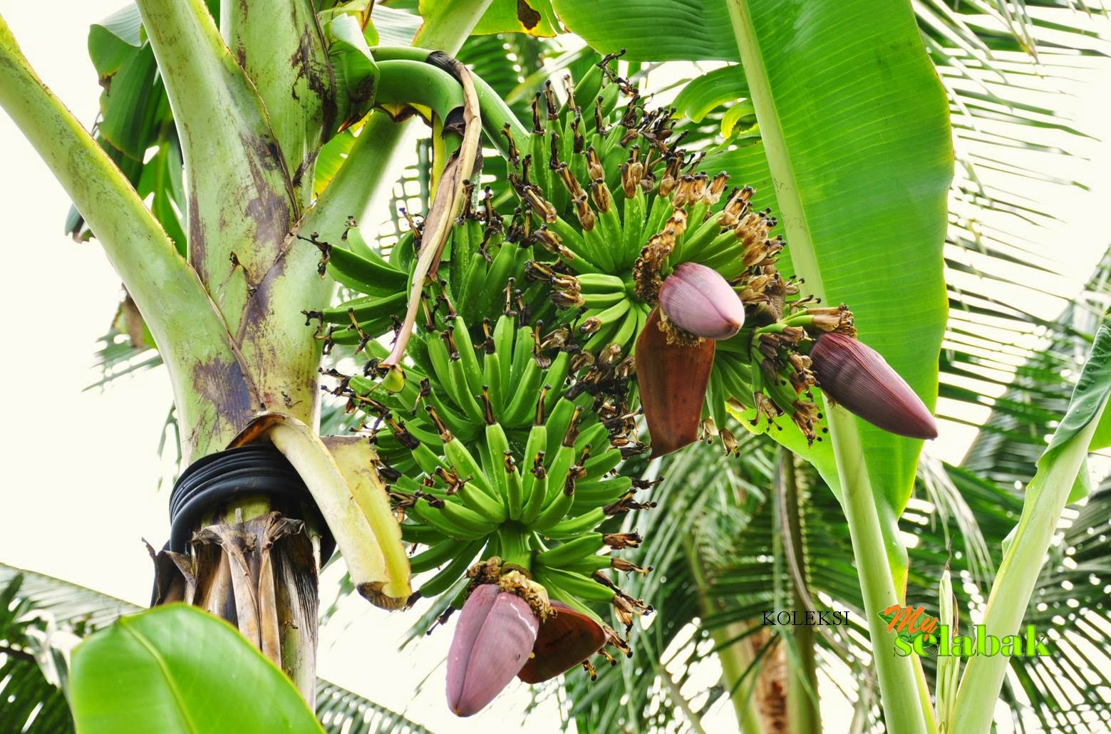 Foto Gambar  Pohon Buah  Pisang  Unik Aku Buah  Sehat