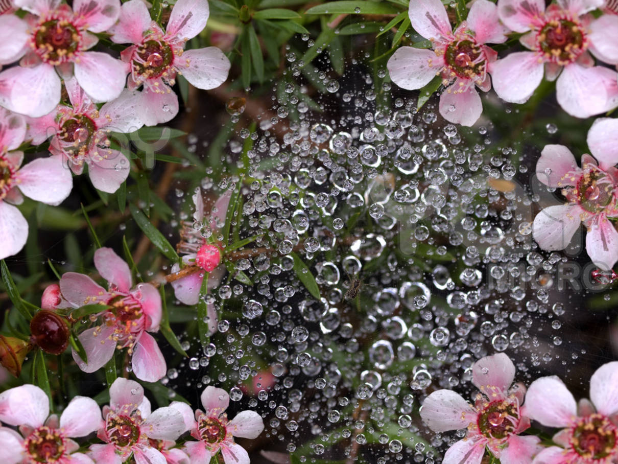 PicturesPool Beautiful Flowers with Rain Water Drops